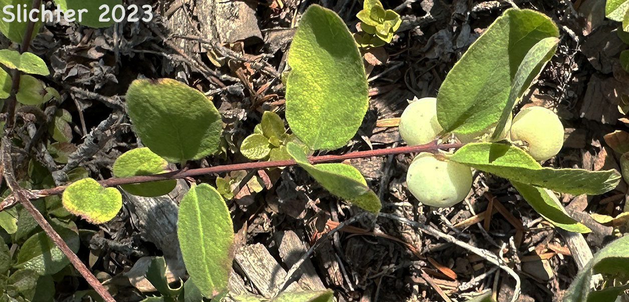 Maturing fruits of Creeping Snowberry, Sharpleaf Snowberry, Spreading Snowberry, Trailing Snowberry, Tripvine Snowberry: Symphoricarpos mollis (Synonyms: Symphoricarpos hesperius, Symphoricarpos mollis ssp. hesperius, Symphoricarpos mollis var. acutus, Symphoricarpos mollis var. hesperius, Symphoricarpos mollis var. mollis)
