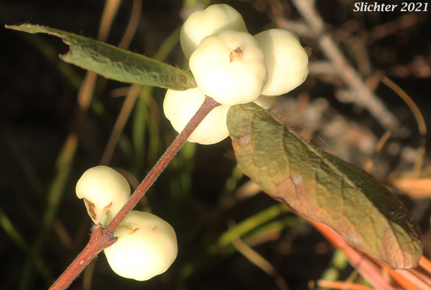 Fruits of Creeping Snowberry, Sharpleaf Snowberry, Spreading Snowberry, Trailing Snowberry, Tripvine Snowberry: Symphoricarpos mollis (Synonyms: Symphoricarpos hesperius, Symphoricarpos mollis ssp. hesperius, Symphoricarpos mollis var. acutus, Symphoricarpos mollis var. hesperius, Symphoricarpos mollis var. mollis)