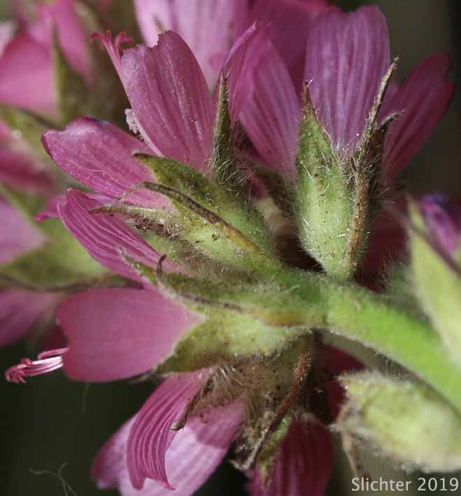 Edgewood Checkerbloom, Marsh Hollyhock, Oregon Checker-mallow: Sidalcea oregana ssp. spicata (Synonyms: Sidalcea spicata var. spicata, Sidalcea oregana var. spicata, Sidalcea spicata var. tonsa)