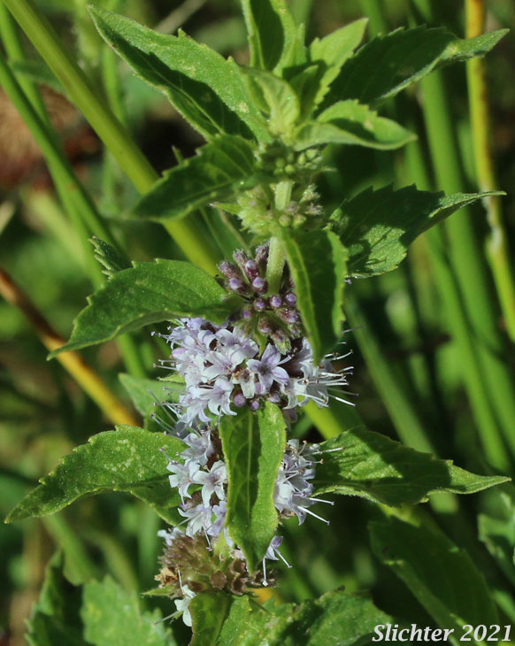 American Wild Mint, Canada Mint, Corn Mint, Field Mint, Chinese Mint, Sakhalin Mint, Japanese Mint, and East Asian Wild Mint: Mentha canadensis (Synonyms: Mentha arvensis var. canadensis, Mentha arvensis var. glabrata)