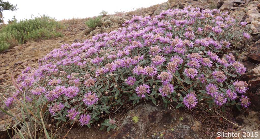 Monardella, Mountain Monardella, Western Mountain Balm: Monardella odoratissima var. discolor (Synonyms: Madronella nervosa, Monardella discolor, Monardella nervosa, Monardella odoratissima ssp. discolor) 