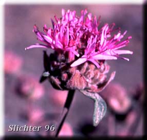 Mountainbalm: Monardella odoratissima