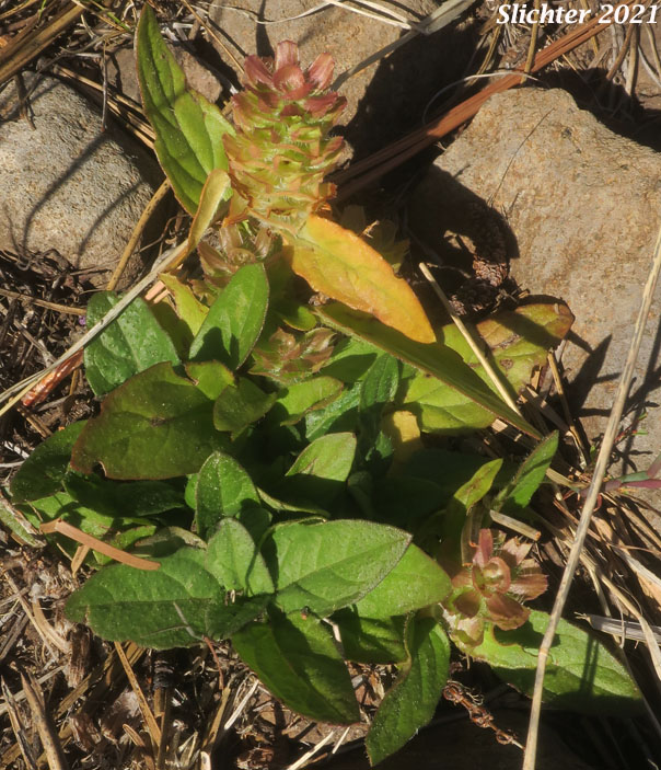 Self Heal, Self-heal, Heal All, Heal-all, Common Self-heal, Common Heal-all: Prunella vulgaris var. vulgaris (Synonyms: Prunella vulgaris var. calvescens, Prunella vulgaris ssp. vulgaris, Prunella vulgaris var. hispida)