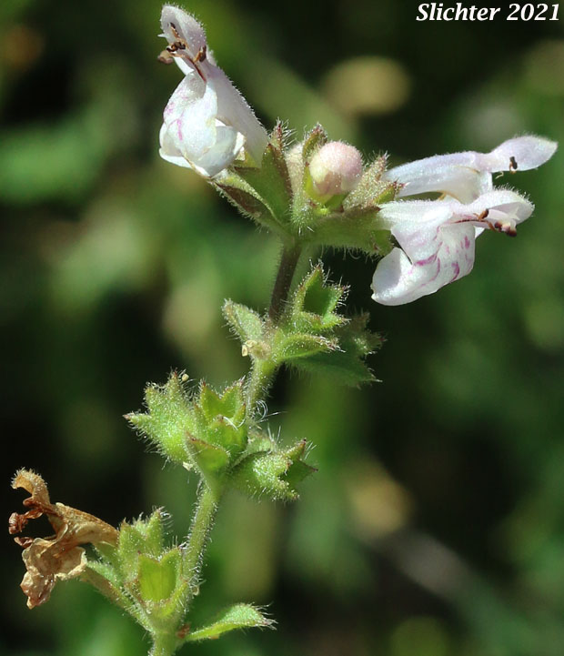 Rigid Hedgenettle, Rigid Hedge Nettle, Rigid Hedge-nettle, Rough Hedge-nettle, Rigid Betony: Stachys rigida (Synonyms: Stachys ajugoides, Stachys ajugoides var. ajugoides, Stachys ajugoides var. rigida, Stachys ciliata, Stachys rigida ssp. quercetorum, Stachys rigida ssp. rigida, Stachys rigida ssp. rivularis, Stachys rigida var. quercetorum, Stachys rigida var. rigida)