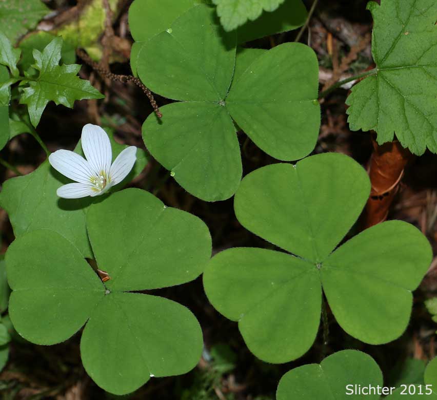 Oregon Wood Sorrel, Redwood Sorrel, Redwood-sorrel, Sour Grass: Oxalis oregana (Synonyms: Oxalis oregana var. oregana, Oxalis oregana var. smallii)