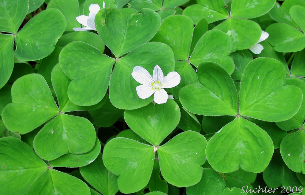 Oregon Wood Sorrel, Redwood Sorrel, Redwood-sorrel, Sour Grass: Oxalis oregana (Synonyms: Oxalis oregana var. oregana, Oxalis oregana var. smallii)