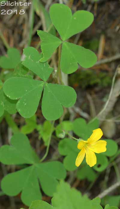Western Yellow Wood-sorrel, Western Yellow Oxalis, Suksdorf's Wood-sorrel, Suksdorf's Oxalis: Oxalis suksdorfii (Synonyms: Oxalis corniculata var. macrantha, Oxalis pumila, Xanthoxalis suksdorfii)