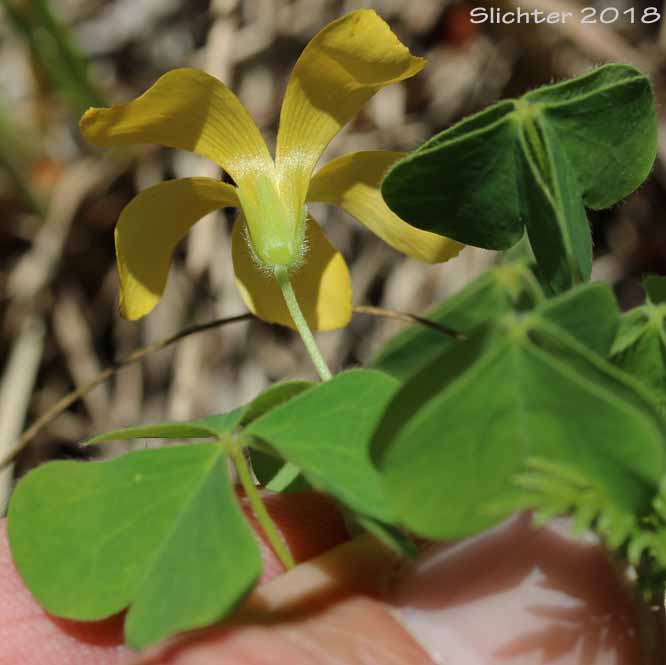 Western Yellow Wood-sorrel, Western Yellow Oxalis, Suksdorf's Wood-sorrel, Suksdorf's Oxalis: Oxalis suksdorfii (Synonyms: Oxalis corniculata var. macrantha, Oxalis pumila, Xanthoxalis suksdorfii)