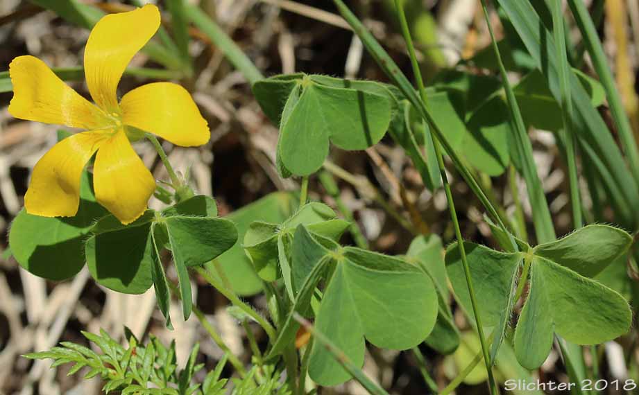 Western Yellow Wood-sorrel, Western Yellow Oxalis, Suksdorf's Wood-sorrel, Suksdorf's Oxalis: Oxalis suksdorfii (Synonyms: Oxalis corniculata var. macrantha, Oxalis pumila, Xanthoxalis suksdorfii)