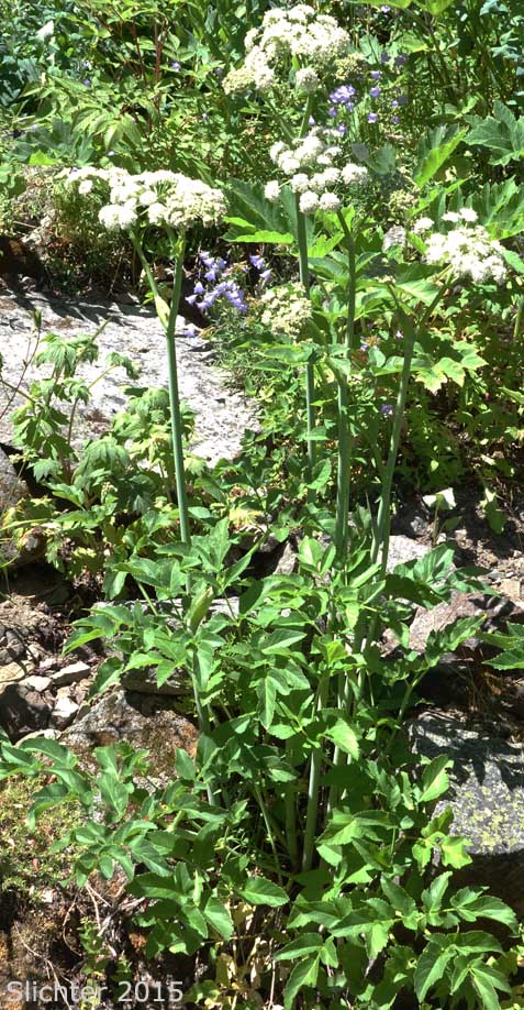 Lyall's Angelica, Sharptooth Angelica, Sharp-tooth Angelica, Shining Angelica: Angelica arguta (Synonyms: Angelica lyallii, Angelica piperi)