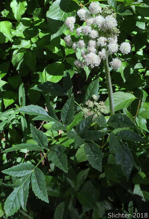 Lyall's Angelica, Sharptooth Angelica, Sharp-tooth Angelica, Shining Angelica: Angelica arguta (Synonyms: Angelica lyallii, Angelica piperi)