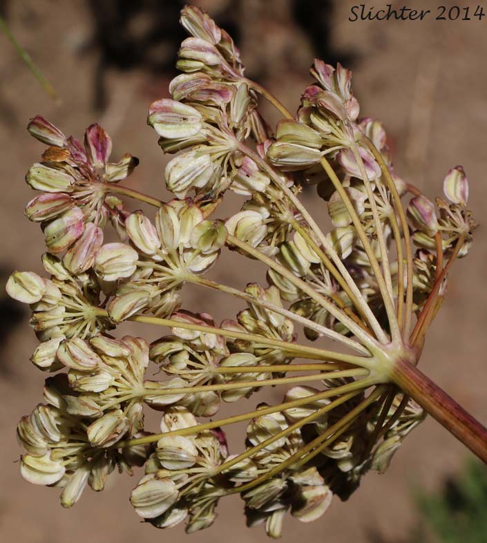 Inflorescence of Lyall's Angelica, Sharptooth Angelica, Sharp-tooth Angelica, Shining Angelica: Angelica arguta (Synonyms: Angelica lyallii, Angelica piperi) with maturing seeds.