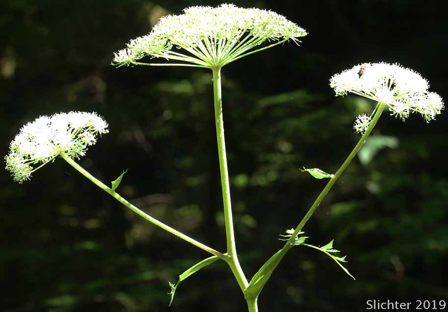 Kneeling Angelica: Angelica genuflexa