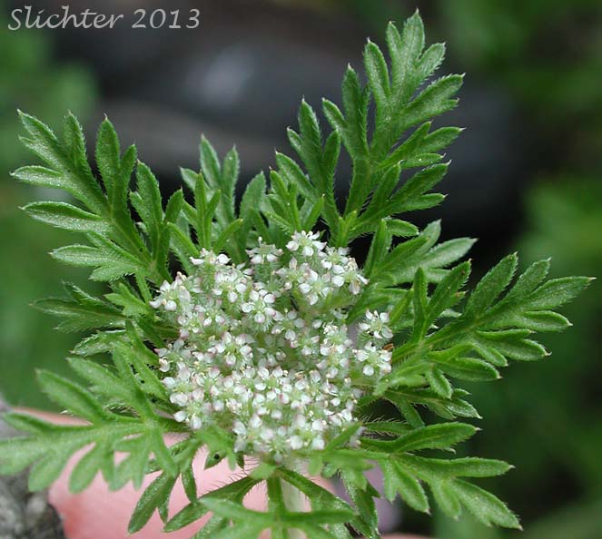 Inflorescence of American Carrot, American Wild Carrot, Rattlesnake Weed: Daucus pusillus (Synonyms: Daucus carota var. microphylla, Daucus microphyllus)