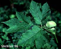 American Cow-parsnip, American Hogweed, Cow Parsnip, Common Cow-parsnip: Heracleum maximum (Synonyms: Heracleum douglasii, Heracleum lanatum, Heracleum sphondylium ssp. montanum, Heracleum sphondylium var. lanatum, Pastinaca lanatum)