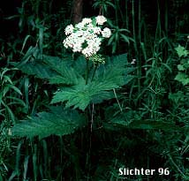 American Cow-parsnip, American Hogweed, Cow Parsnip, Common Cow-parsnip: Heracleum maximum (Synonyms: Heracleum douglasii, Heracleum lanatum, Heracleum sphondylium ssp. montanum, Heracleum sphondylium var. lanatum, Pastinaca lanatum)