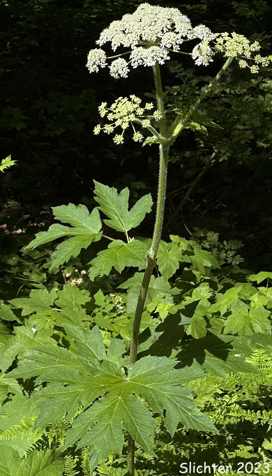 American Cow-parsnip, Common Cowparsnip, Common Cow-parsnip, Cow Parsnip: Heracleum maximum (Synonyms: Heracleum douglasii, Heracleum lanatum, Heracleum lanatum , Heracelum sphondylium ssp. montanum, Heracleum sphondylium var. lanatum, Pastinaca lanatum)