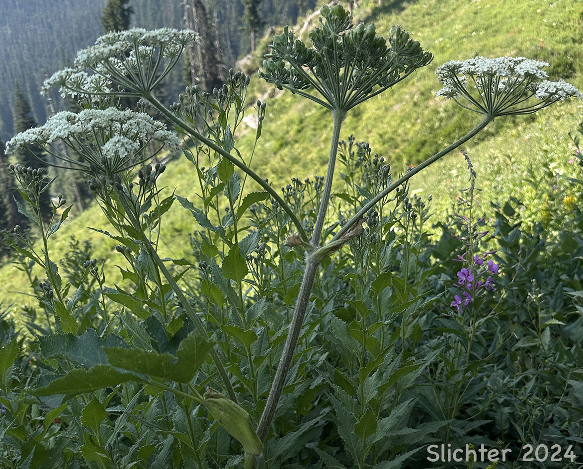 Umbel inflorescence of American Cow-parsnip, Common Cowparsnip, Common Cow-parsnip, Cow Parsnip: Heracleum maximum (Synonyms: Heracleum douglasii, Heracleum lanatum, Heracleum lanatum , Heracelum sphondylium ssp. montanum, Heracleum sphondylium var. lanatum, Pastinaca lanatum)