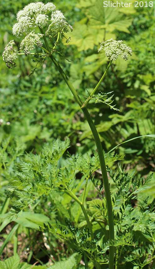 Celeryleaf Licorice-root, Celery-leaf Licorice-root, Celery-leaf Wild Lovage, Celery-leaved Licorice-root, Celery-leaved Lovage, Parsley-leaf Lovage, Parsley-leaf Wild Lovage, Parsley-leaved Lovage: Ligusticum apiifolium (Synonym: Cynapium apiifolium)