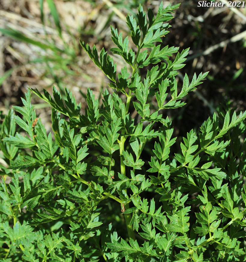 Gray's Lovage, Gray's Licorice-root, Sheep Wild Lovage: Ligusticum grayi (Synonyms: Ligusticum apiifolium var. minus, Ligusticum caeruleomontanum, Ligusticum cusickii, Ligusticum purpureum, Ligusticum tenuifolium var. dissimilis, Pimpinella apidora var. nudicaulis)