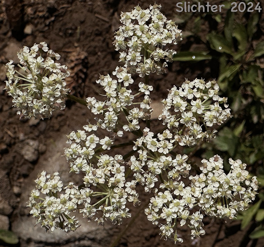 Dorsal view of the umbel of Gray's Lovage, Gray's Licorice-root, Sheep Wild Lovage: Ligusticum grayi (Synonyms: Ligusticum apiifolium var. minus, Ligusticum caeruleomontanum, Ligusticum cusickii, Ligusticum purpureum, Ligusticum tenuifolium var. dissimilis, Pimpinella apidora var. nudicaulis)