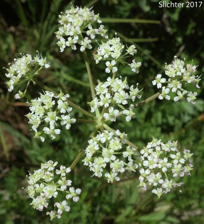 Inflorescence of Gray's Lovage, Gray's Licorice-root, Sheep Wild Lovage: Ligusticum grayi (Synonyms: Ligusticum apiifolium var. minus, Ligusticum caeruleomontanum, Ligusticum cusickii, Ligusticum purpureum, Ligusticum tenuifolium var. dissimilis, Pimpinella apidora var. nudicaulis)