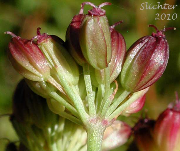 Close-up of the fruits of Gray's Lovage, Gray's Licorice-root, Sheep Wild Lovage: Ligusticum grayi (Synonyms: Ligusticum apiifolium var. minus, Ligusticum caeruleomontanum, Ligusticum cusickii, Ligusticum purpureum, Ligusticum tenuifolium var. dissimilis, Pimpinella apidora var. nudicaulis)