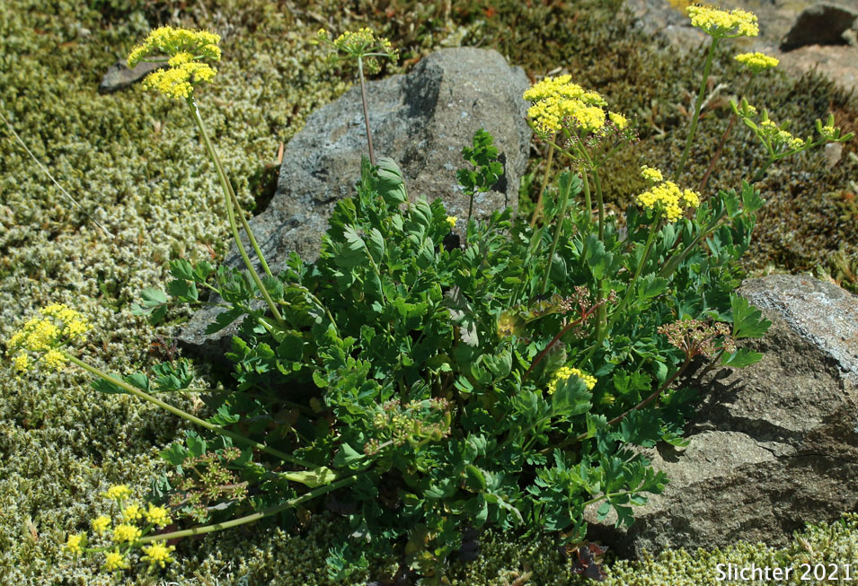 Cascade Desert Parsley, Coast Range Lomatium, Few-fruited Desert Parsley, Martindale's Desert Parsley: Lomatium martindalei (Synonyms: Cogsellia martindalei, Lomatium angustatum, Lomatium martindalei var. angustatum, Lomatium martindalei var. flavum, Lomatium martindalei var. martindalei, Peucedanum martindalei var. angustatum)