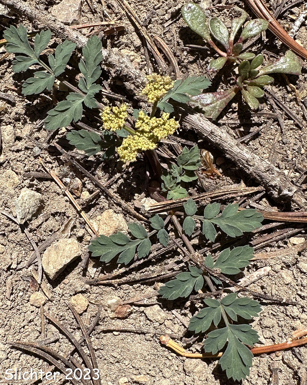 Cascade Desert Parsley, Coast Range Lomatium, Few-fruited Desert Parsley, Martindale's Desert Parsley: Lomatium martindalei (Synonyms: Cogsellia martindalei, Lomatium angustatum, Lomatium martindalei var. angustatum, Lomatium martindalei var. flavum, Lomatium martindalei var. martindalei, Peucedanum martindalei var. angustatum)