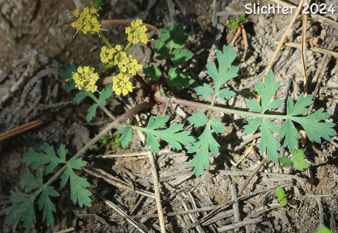 Cascade Desert Parsley, Coast Range Lomatium, Few-fruited Desert Parsley, Martindale's Desert Parsley: Lomatium martindalei (Synonyms: Cogsellia martindalei, Lomatium angustatum, Lomatium martindalei var. angustatum, Lomatium martindalei var. flavum, Lomatium martindalei var. martindalei, Peucedanum martindalei var. angustatum)