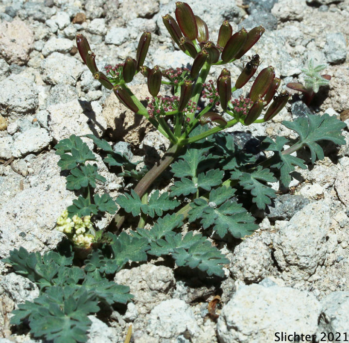 Cascade Desert Parsley, Coast Range Lomatium, Few-fruited Desert Parsley, Martindale's Desert Parsley: Lomatium martindalei (Synonyms: Cogsellia martindalei, Lomatium angustatum, Lomatium martindalei var. angustatum, Lomatium martindalei var. flavum, Lomatium martindalei var. martindalei, Peucedanum martindalei var. angustatum)