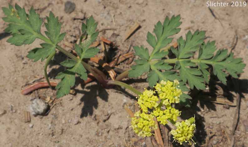 Cascade Desert Parsley, Coast Range Lomatium, Few-fruited Desert Parsley, Martindale's Desert Parsley: Lomatium martindalei (Synonyms: Cogsellia martindalei, Lomatium angustatum, Lomatium martindalei var. angustatum, Lomatium martindalei var. flavum, Lomatium martindalei var. martindalei, Peucedanum martindalei var. angustatum)