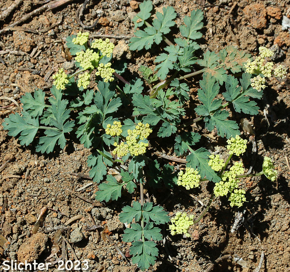 Cascade Desert Parsley, Coast Range Lomatium, Few-fruited Desert Parsley, Martindale's Desert Parsley: Lomatium martindalei (Synonyms: Cogsellia martindalei, Lomatium angustatum, Lomatium martindalei var. angustatum, Lomatium martindalei var. flavum, Lomatium martindalei var. martindalei, Peucedanum martindalei var. angustatum)