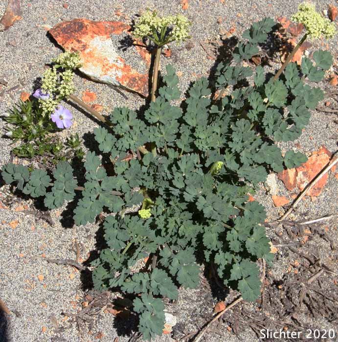 Cascade Desert Parsley, Coast Range Lomatium, Few-fruited Desert Parsley, Martindale's Desert Parsley: Lomatium martindalei (Synonyms: Cogsellia martindalei, Lomatium angustatum, Lomatium martindalei var. angustatum, Lomatium martindalei var. flavum, Lomatium martindalei var. martindalei, Peucedanum martindalei var. angustatum)