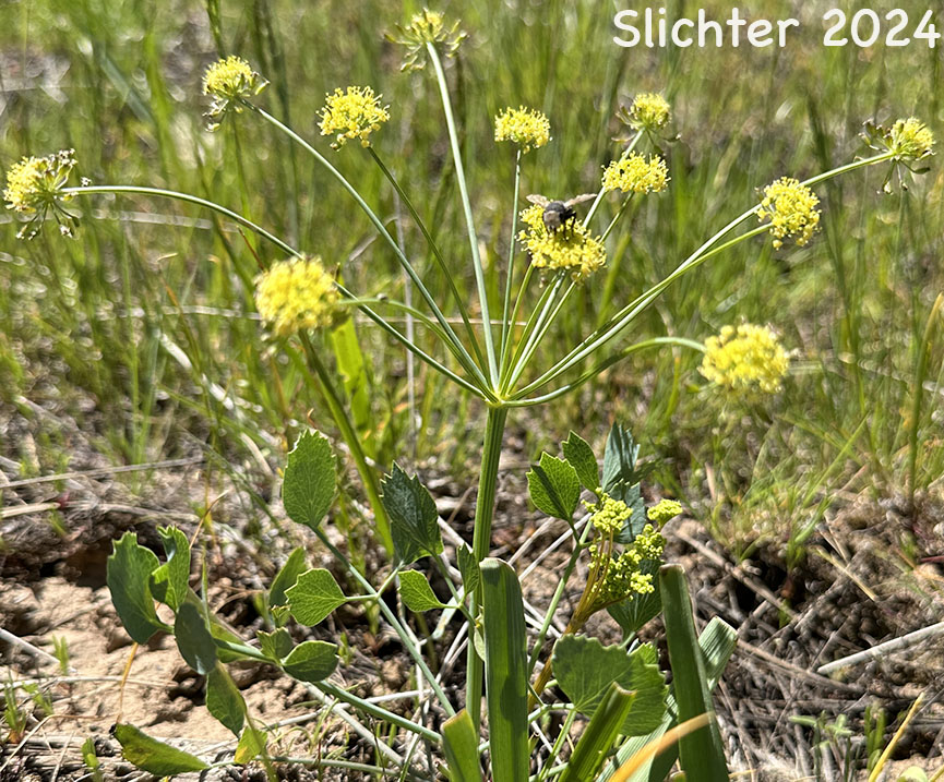 Bare-stem Desert Parsley, Barestem Biscuitroot, Indian-consumption-plant, Pestle Parsnip: Lomatium nudicaule (Synonyms: Cogswellia nudicaulis, Lomatium platyphyllum)