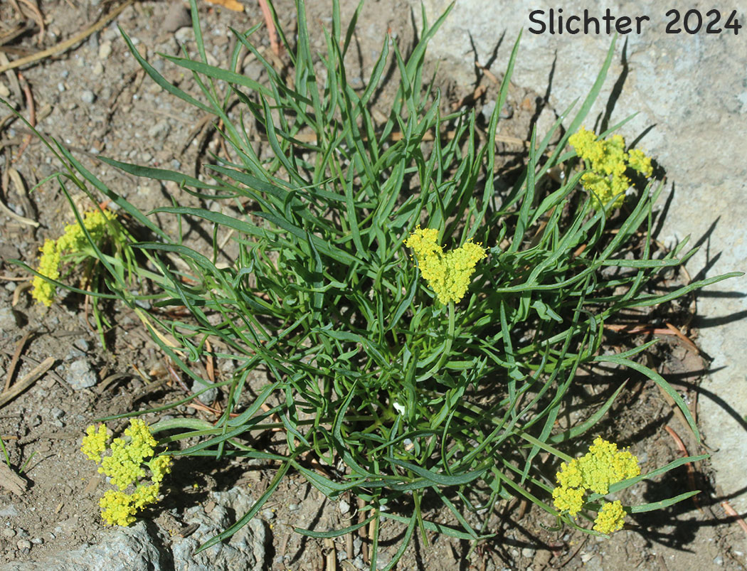 Nine-leaf Biscuitroot, Nine-leaf Desert Parsley, Triternate Desert Parsley: Lomatium triternatum (Synonyms: Lomatium simplex var. leptophyllum, Lomatium triternatum var. alatum, Lomatium triternatum var. macrocarpum, Lomatium triternatum ssp. triternatum, Lomatium triternatum var. triternatum)