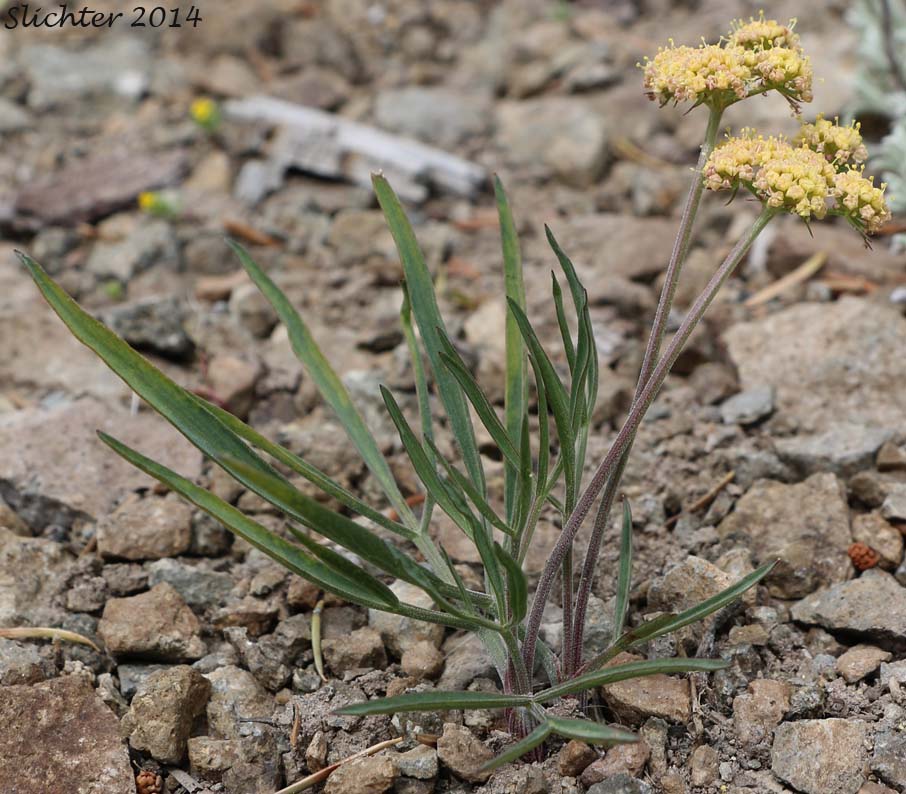 Nine-leaf Biscuitroot, Nine-leaf Desert Parsley, Triternate Desert Parsley: Lomatium triternatum (Synonyms: Lomatium simplex var. leptophyllum, Lomatium triternatum var. alatum, Lomatium triternatum var. macrocarpum, Lomatium triternatum ssp. triternatum, Lomatium triternatum var. triternatum)