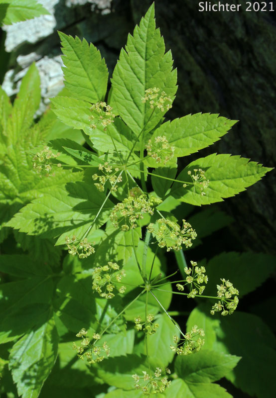 Mountain Sweet Cicely, Sierran Sweet-cicely, Western Sweet-cicely, Western Sweetroot: Osmorhiza occidentalis (Synonyms: Glycosma ambiguum, Glycosma occidentalis, Osmorhiza ambigua, Osmorhiza ambiguum)