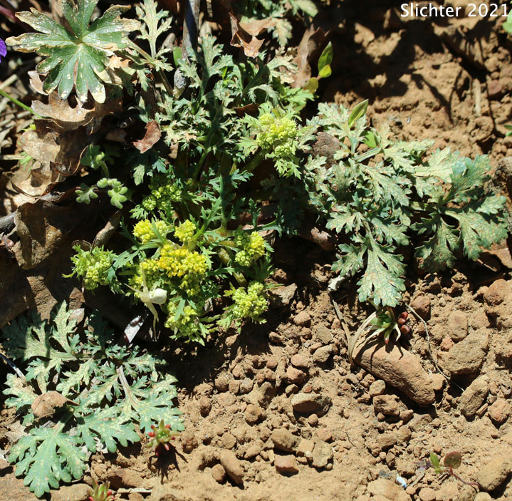 Sierra Sanicula, Sierra Sanicle, Northern Sanicle, Sierran Black-snakeroot, Western Snakeroot: Sanicula graveolens (Synonyms: Sanicula apiifolia, Sanicula graveolens var. graveolens, Sanicula graveolens var. septentrionalis, Sanicula nevadensis, Sanicula nevadensis var. septentrionalis, Sanicula septentrionalis)
