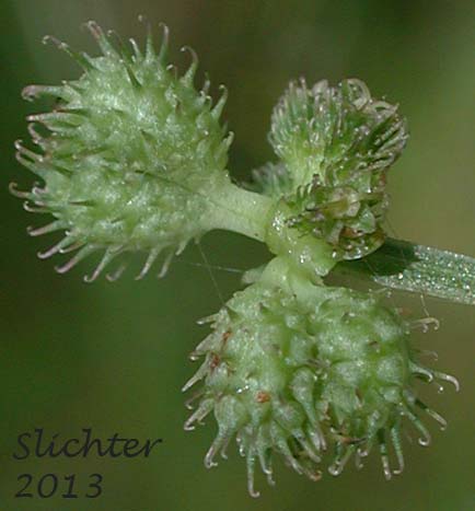 Sierra Sanicula, Sierra Sanicle, Northern Sanicle, Sierran Black-snakeroot, Western Snakeroot: Sanicula graveolens (Synonyms: Sanicula apiifolia, Sanicula graveolens var. graveolens, Sanicula graveolens var. septentrionalis, Sanicula nevadensis, Sanicula nevadensis var. septentrionalis, Sanicula septentrionalis)