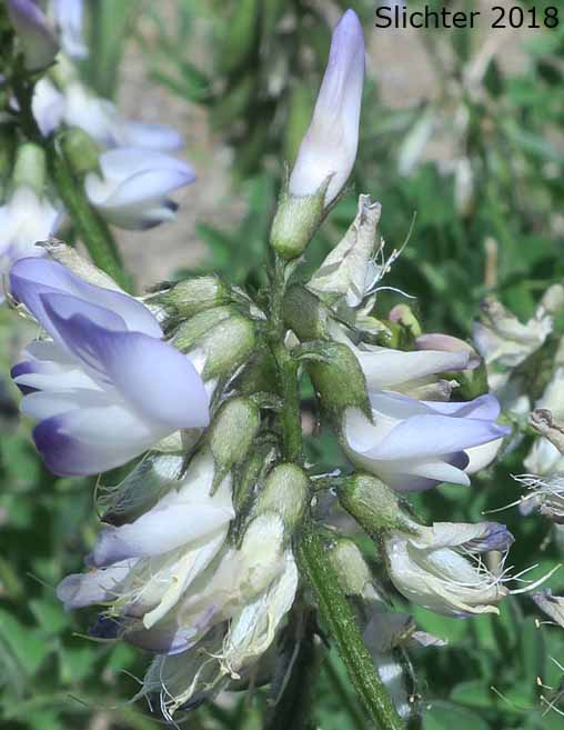 Alpine Milkvetch, Alpine Milk-vetch, Mountain Locoweed: Astragalus alpinus var. alpinus (Synonyms: Astragalus alpinus ssp. alaskanus, Astragalus alpinus ssp. arcticus, Astragalus astragalinus, Atelophragma alpinum)