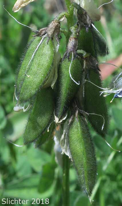 Alpine Milkvetch, Alpine Milk-vetch, Mountain Locoweed: Astragalus alpinus var. alpinus (Synonyms: Astragalus alpinus ssp. alaskanus, Astragalus alpinus ssp. arcticus, Astragalus astragalinus, Atelophragma alpinum)