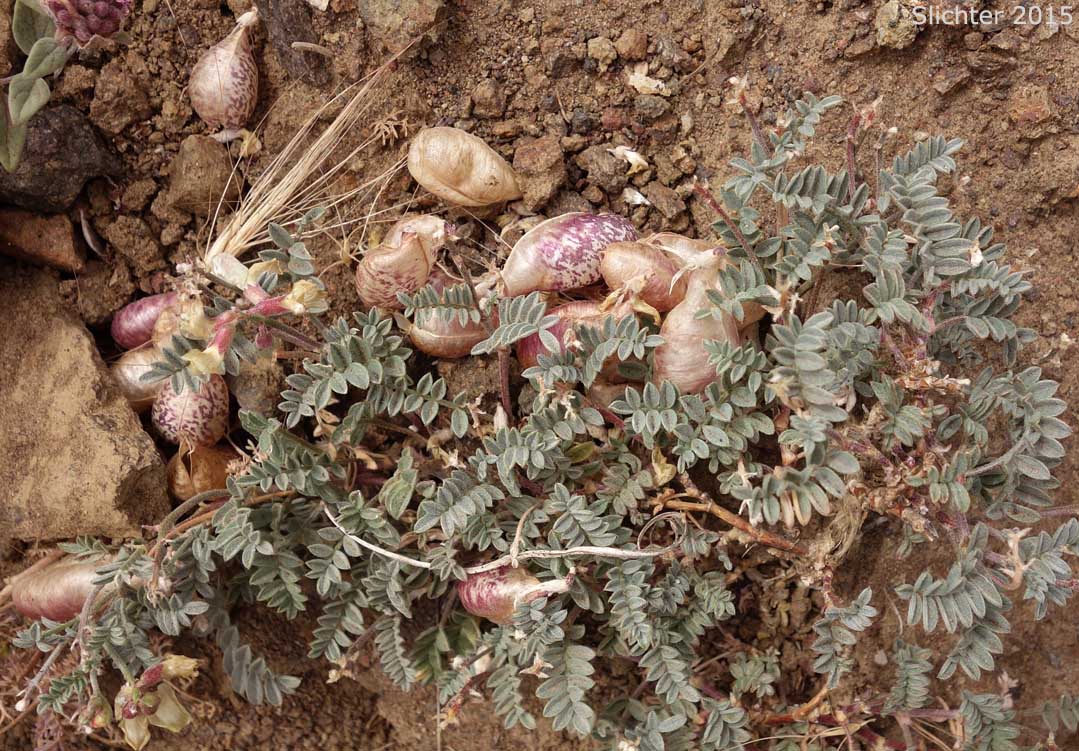 Balloon Milk-vetch, Balloonpod Milkvetch, Balloon-pod Milk-vetch, Whitney's Balloon Milkvetch: Astragalus whitneyi var. sonneanus (Synonym: Astragalus whitneyi ssp. hookerianus)
