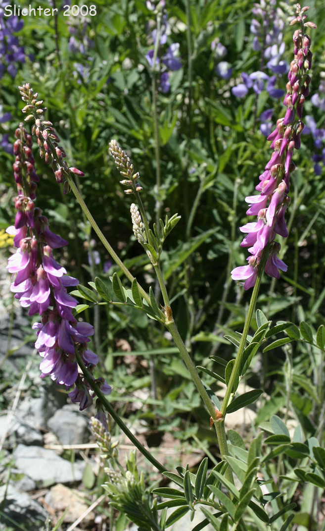 western sweet-vetch: Hedysarum occidentale var. occidentale
