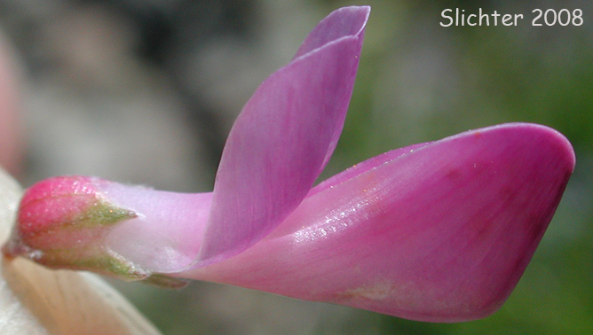 Flower of western sweet-vetch: Hedysarum occidentale var. occidentale