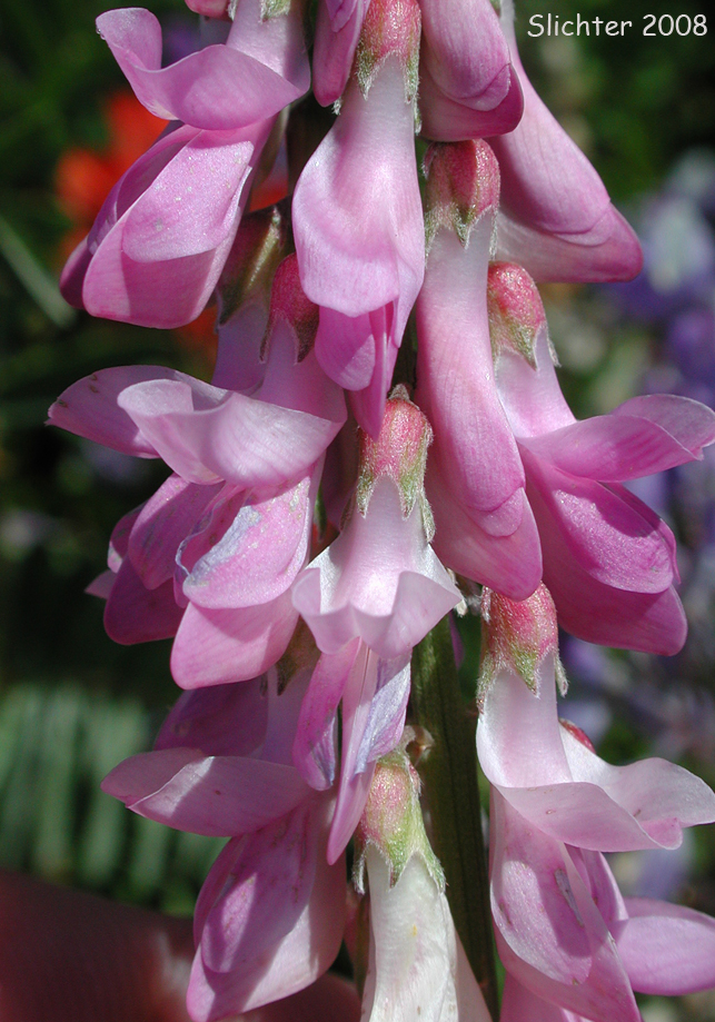 Raceme of western sweet-vetch: Hedysarum occidentale var. occidentale