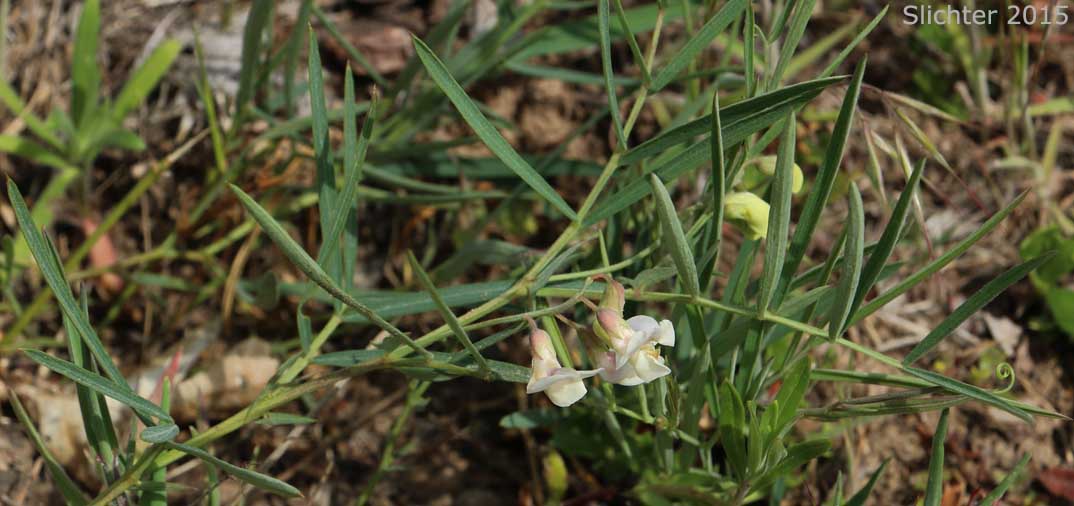 Dryland Nevada Pea, Nevada Peavine, Pinewoods Peavine: Lathyrus lanszwertii var. aridus (Synonym: Lathyrus lanszwertii ssp. aridus)