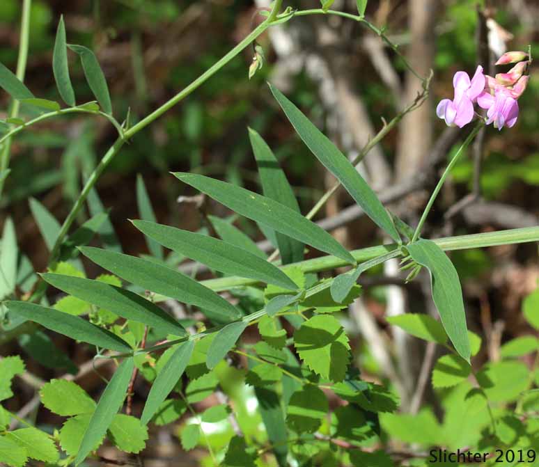 Lanzwert's Pea, Lanszwert's Peavine, Lanszwert's Vetchling, Mountain Pea, Thick-leaved Peavine: Lathyrus lanszwertii var. lanszwertii (Synonym: Lathyrus lanszwertii ssp. lanszwertii)