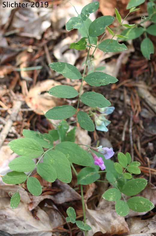 Sierra Peavine, Sierra Nevada Pea, Sierran Peavine: Lathyrus nevadensis var. nevadensis (Synonyms: Lathyrus lanceolatus, Lathyrus nevadensis ssp. lanceolatus, Lathyrus nevadensis ssp. nevadensis, Lathyrus nevadensis var. nuttallii , Lathyrus nevadensis var. pilosellus, Lathyrus nevadensis var. puniceus, Lathyrus nuttallii)