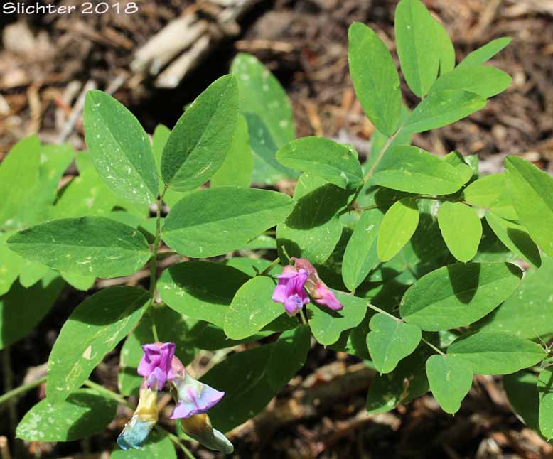 Sierra Peavine, Sierra Nevada Pea, Sierran Peavine: Lathyrus nevadensis var. nevadensis (Synonyms: Lathyrus lanceolatus, Lathyrus nevadensis ssp. lanceolatus, Lathyrus nevadensis ssp. nevadensis, Lathyrus nevadensis var. nuttallii , Lathyrus nevadensis var. pilosellus, Lathyrus nevadensis var. puniceus, Lathyrus nuttallii)